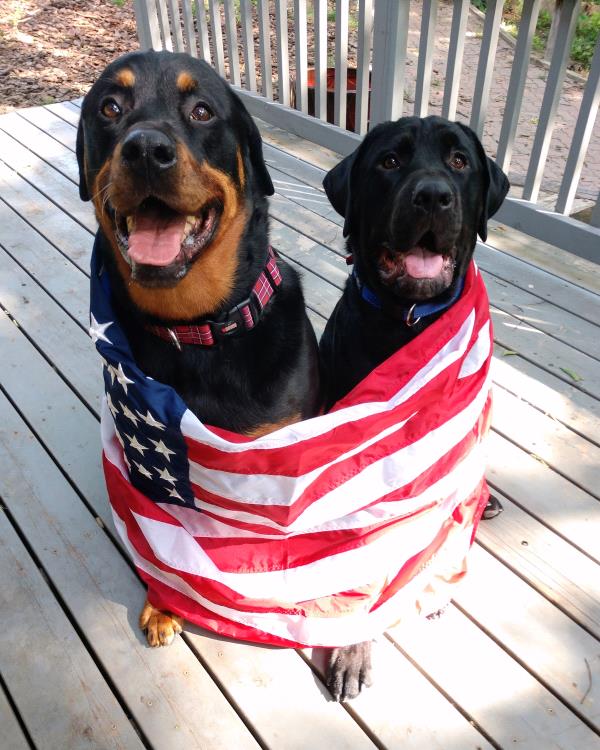 /Images/uploads/MidAmerica Rottweiler Rescue/adoptarottphotocontest/entries/10228thumb.jpg